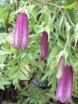 poulespoussinsetfleursdiverses024.jpg