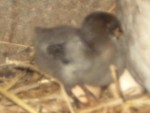 poules poussins et fleurs diverses 007.jpg