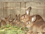 poules poussins et fleurs diverses 009.jpg
