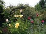 3 rosiers - Copie.JPG