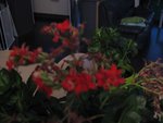 IMG_3565.JPG