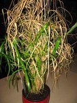 IMG_3571.JPG