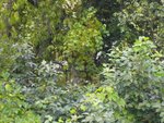 Tourterelles ayant élues domicile au fond du jardin.