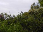 Pigeon Ramier fréquentant ce lieu régulièrement.