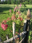 Mozard en fleurs...