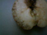 fruits 002.jpg