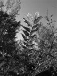 les feuilles