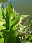 P1020893  bord de l etang.jpg