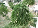 Pouvez vous m'indiquer le nom de cette arbuste ? <br />Merci <br />Bertrand