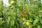 tomates sous serre 06-10-2010.jpg