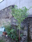 DSC00822.JPG