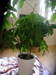 DSC04211.JPG