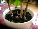 DSC04213.JPG