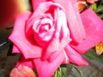 DSCN1550.JPG