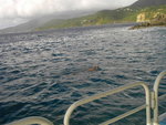 Dans l'Océan au milieu des poissons Janvier 2006.Aux abords de l'îlet Malendure Bouillante Guadeloupe.