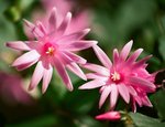 rhipsalidopsis rosea.JPG