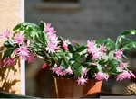Rhipsalidopsis rosea (2).JPG