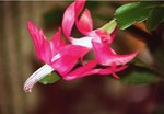 Schlumbergera russeliana.JPG