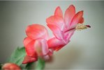 Schlumbergera hybride.JPG