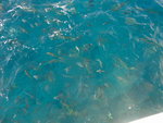 'Ocean au milieu des poissons Janvier2006C.jpg