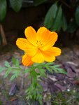 elle pousse dans mon jardin, dans une zone ou j'ai semé un mélange de plantes mellifères plutôt improductif !
