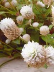 Alternanthera philoxeroides.jpg