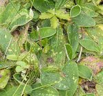 couvre sol très séré , reflets velouté