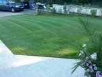 l'herbe bien verte (plein Nord et sans cailloux)