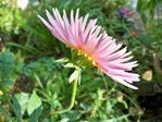dahlia