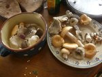 champignons.jpg