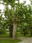 platane.jpg