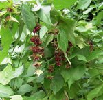 c'est la seconde année qu'il pousse dans le jardin.