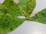 Taches brunes sur poinsettia