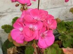 Pélargonium