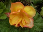 Bégonia