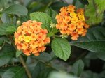 Lantana