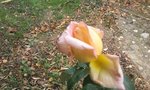 Photo0238.jpg