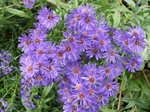 Aster