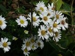 Aster