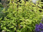 Cornus