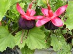 Fuschia