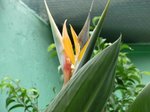 Strélitzia