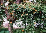 46210016 - Copie.JPG