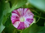 Ipomée Tie dye - Copie.JPG