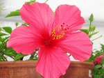 hibiscus.480JPG.jpg