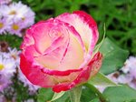 rose-rose1480.JPG