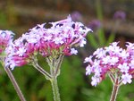 verveine-buenos-aires1.480JPG.jpg