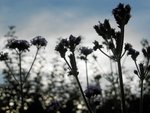 verveine-buenos-aires2.480JPG.jpg