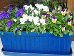 viola-cornuta.480JPG.jpg