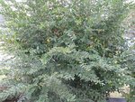 IMG_1579.JPG